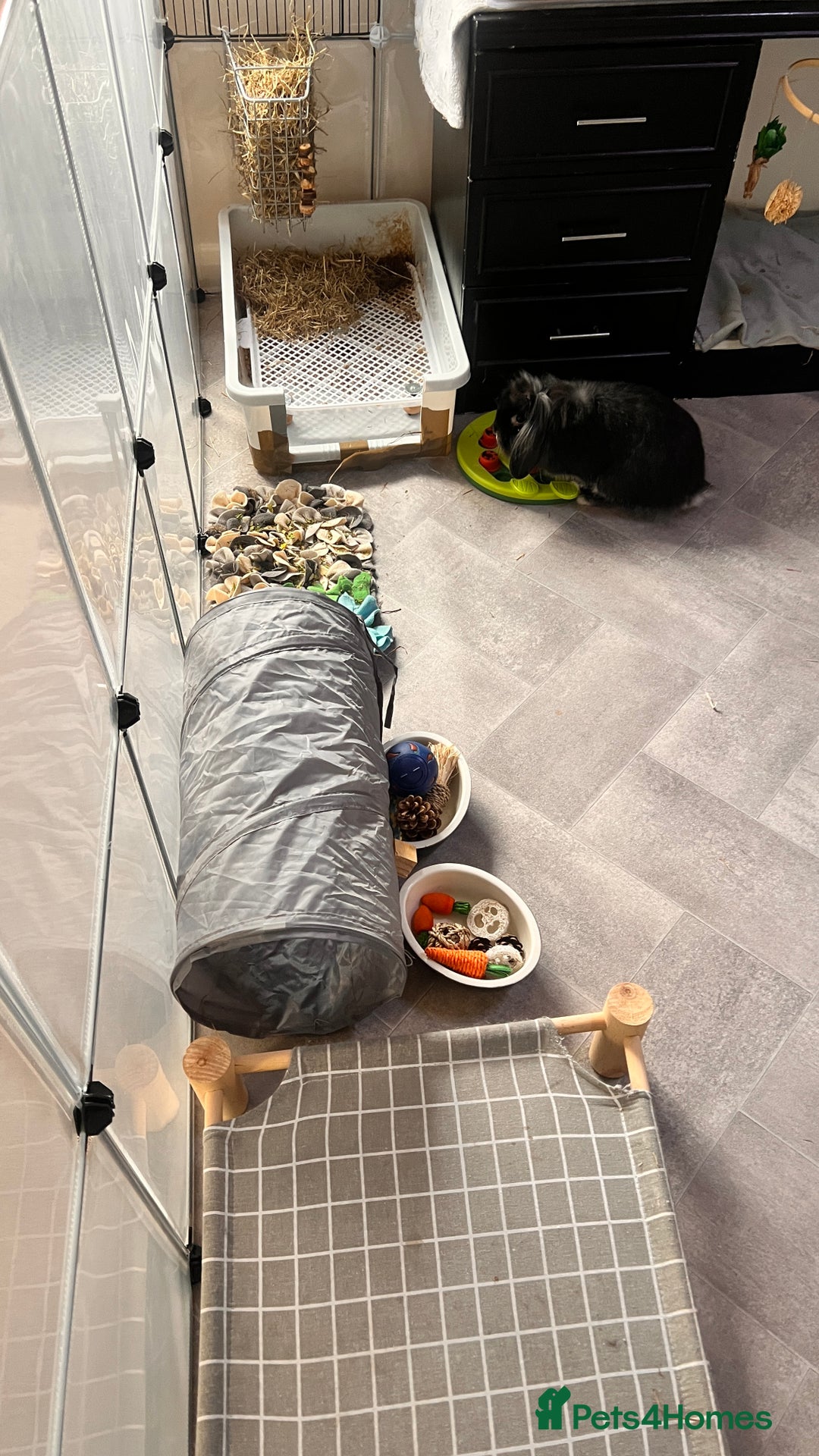 Mini Lion Lop rabbits for sale: 1 Year Old Neutered Male Mini Lionhead Rabbit  - Image 7