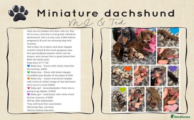 Miniature Dachshund dogs - Advert 19