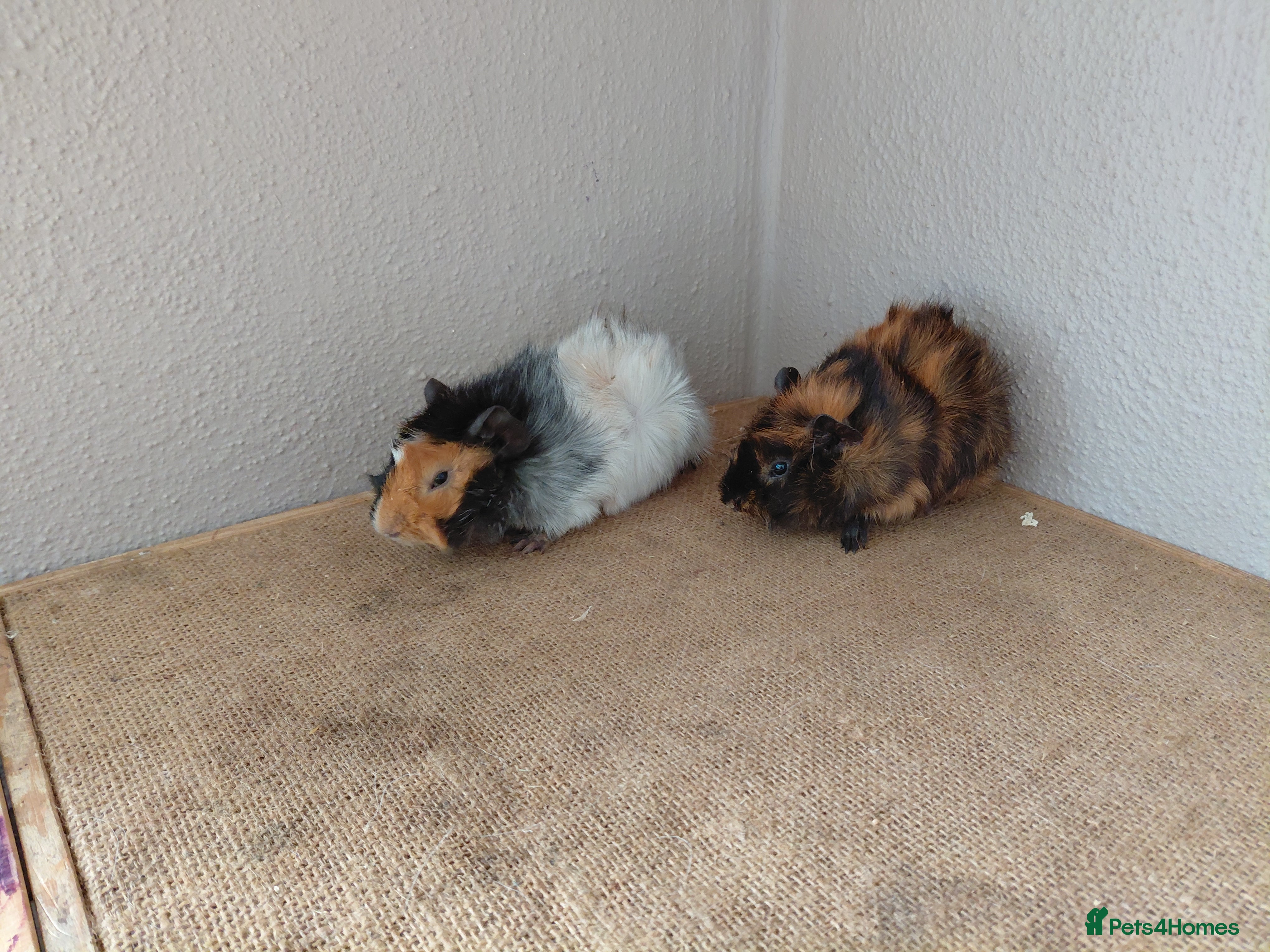 Guinea Pig rodents Abyssinian and Pink Eyed Golden's  - Advert 2