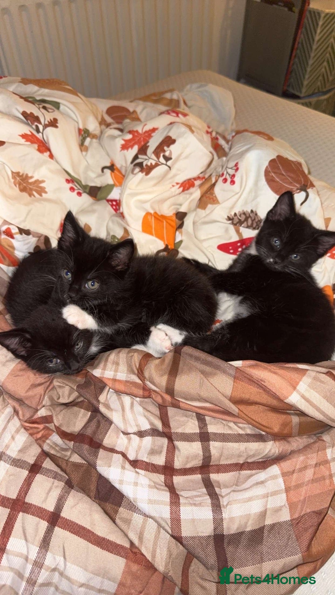 Mixed Breed cats 3x male tuxedo kittens for sale  - Advert 4