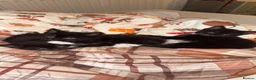 Mixed Breed cats for sale: 3x male tuxedo kittens for sale  - Advert 1