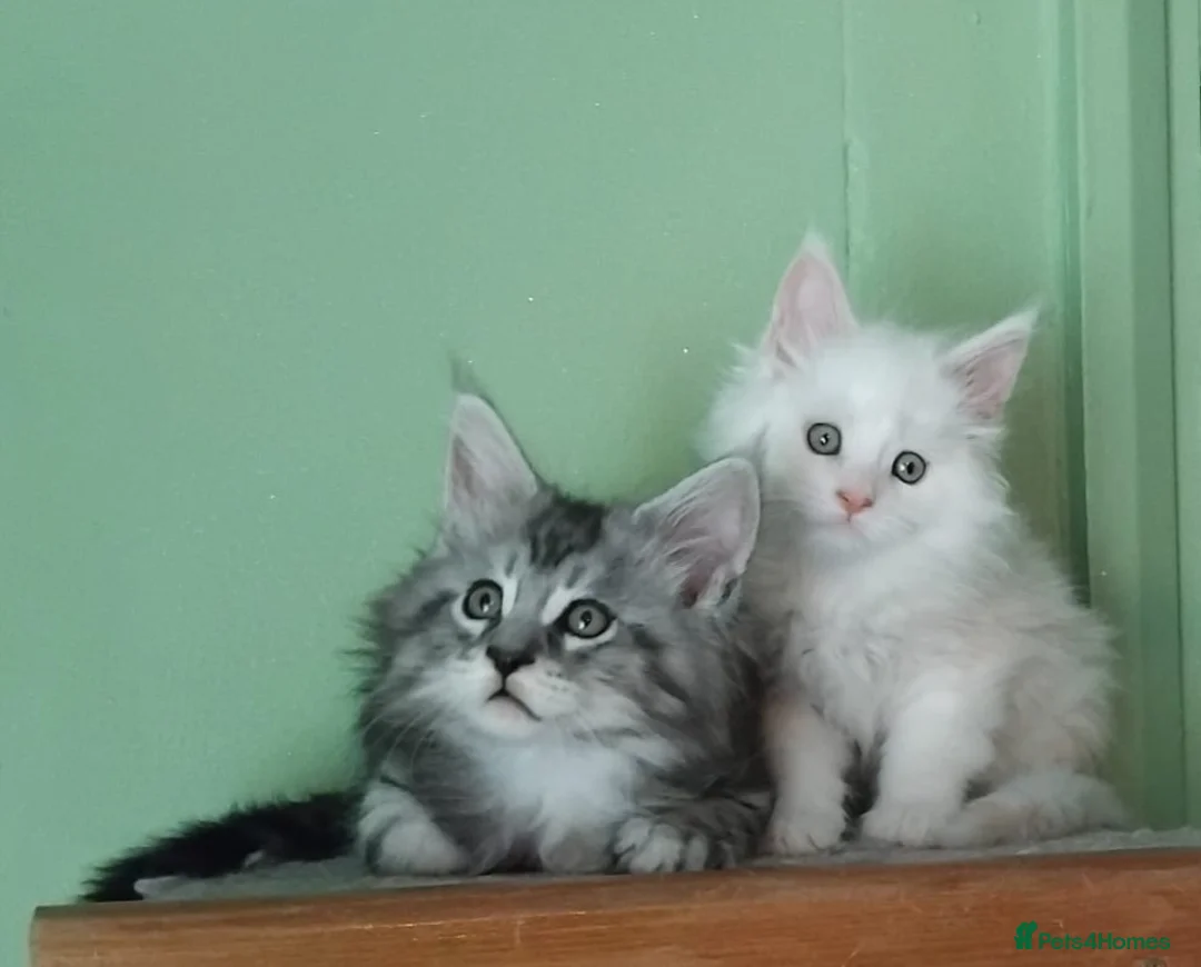 Maine Coon cats for sale: Pure Maine Coons Kittens For Sale - Advert 2