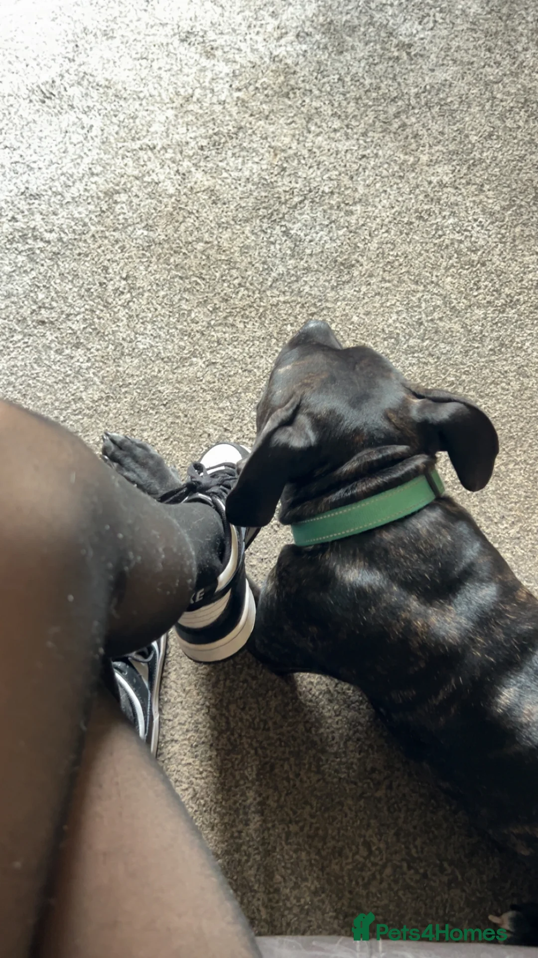 Mixed Breed dogs for sale: Needs gone immediately  - Advert 2