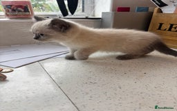 British Shorthair cats for sale: Beautiful British blues and colourpoints  - Image 12