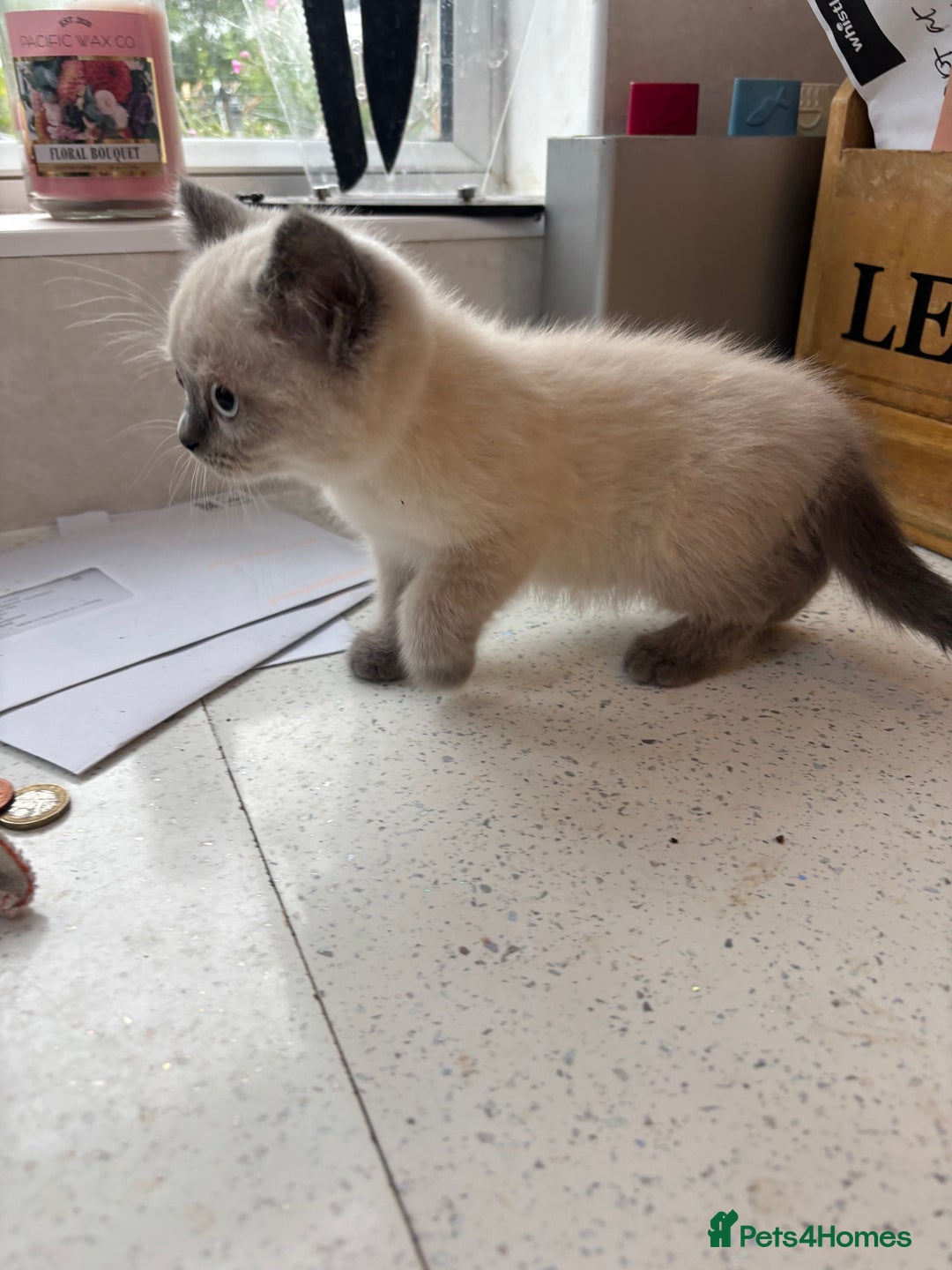 British Shorthair cats for sale: Beautiful British blues and colourpoints  - Image 12