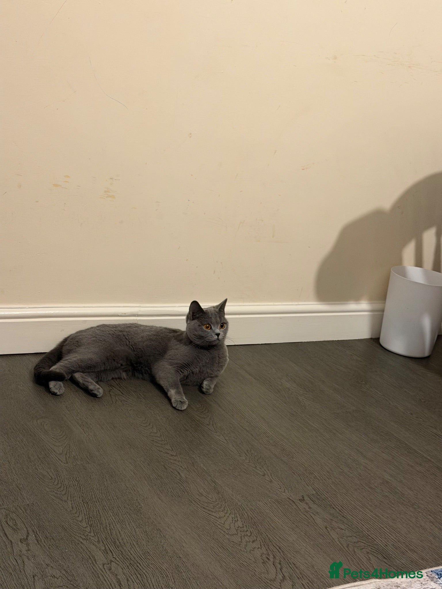 British Shorthair cats British shorthair  - Advert 2