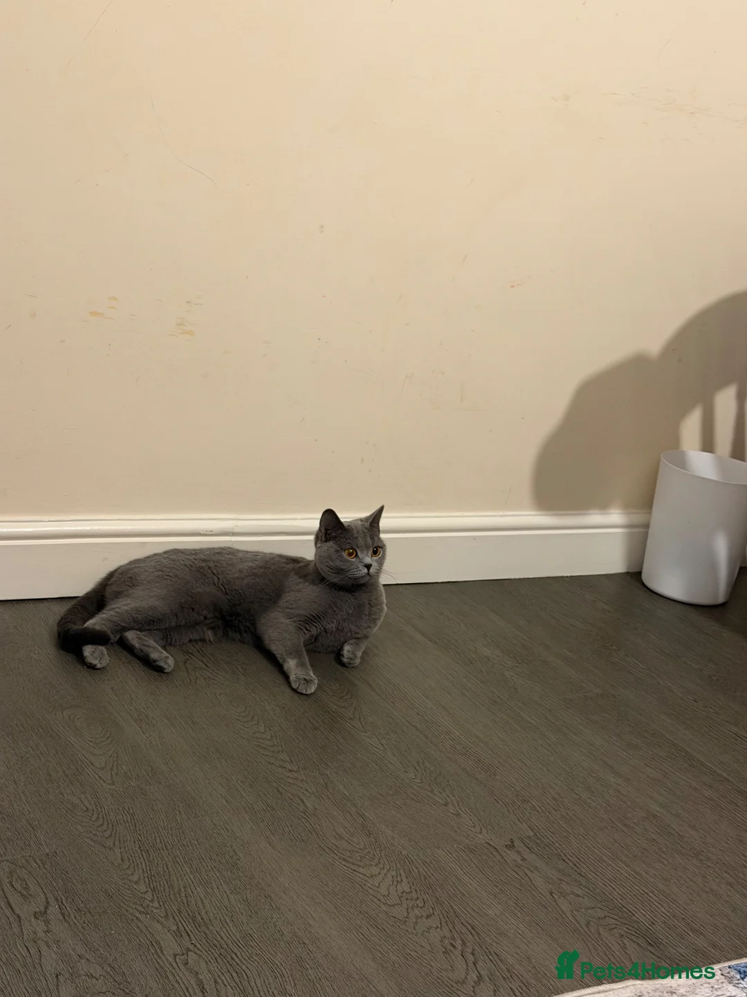 British Shorthair cats for sale: British shorthair  in Feltham - Advert 1