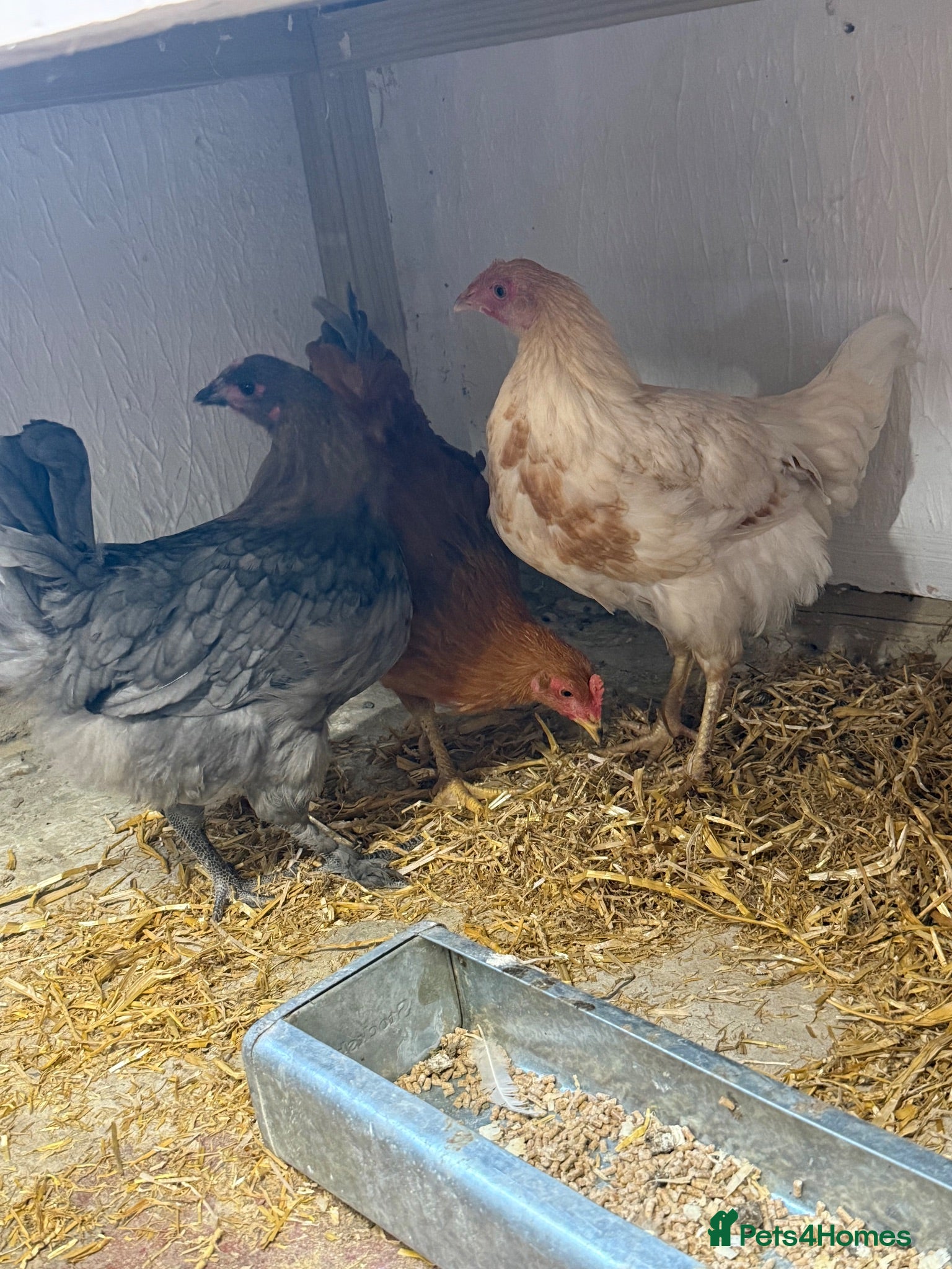 Chickens poultry Trio of hybrids chickens  - Advert 13