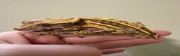 Gecko reptiles for sale: Gecko’s for sale - Advert 3