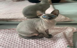 Sphynx cats for sale: Blue eyes tiny girl 4 years old  - Image 3