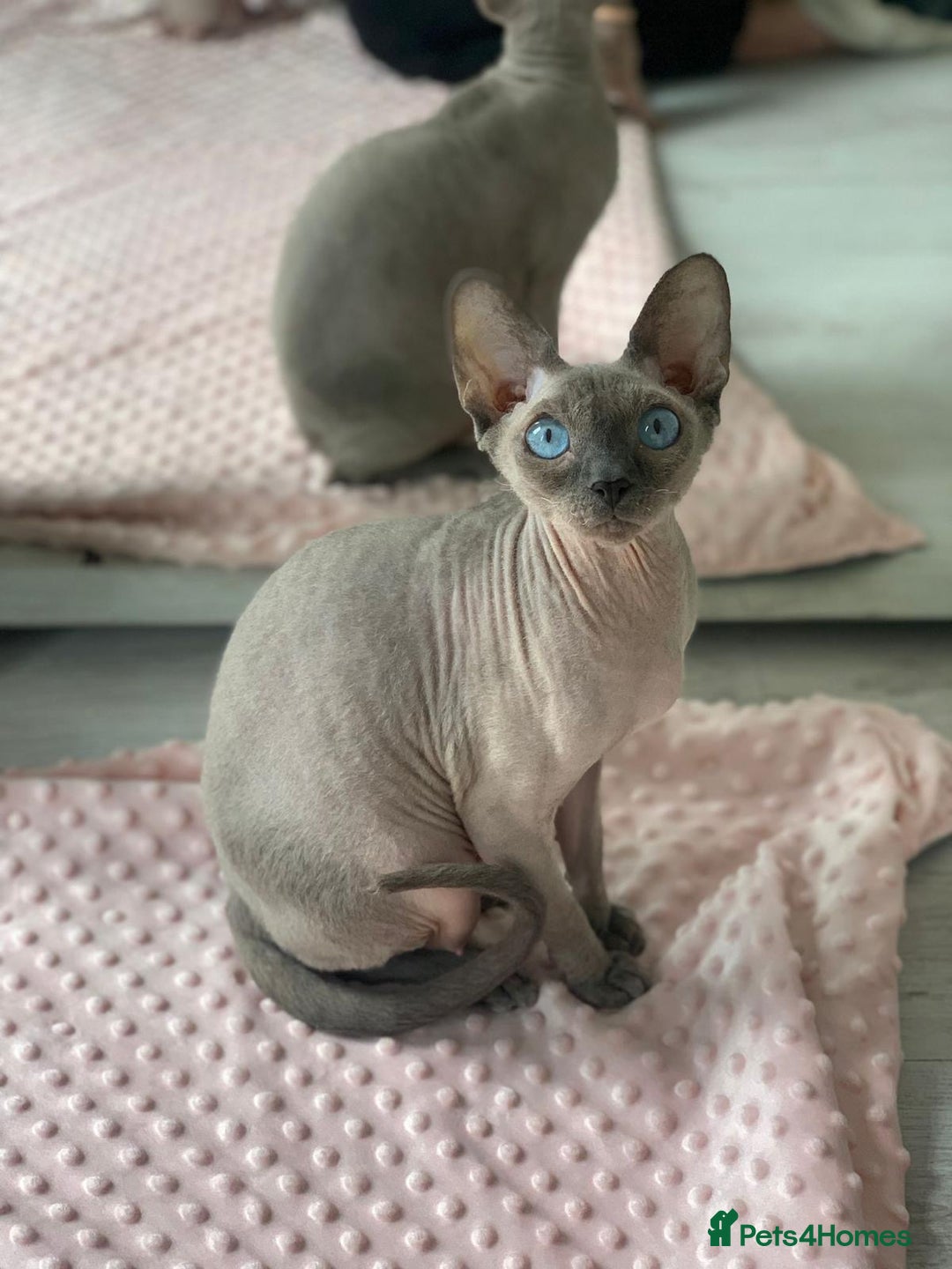 Sphynx cats for sale: Blue eyes tiny girl 4 years old  - Image 3