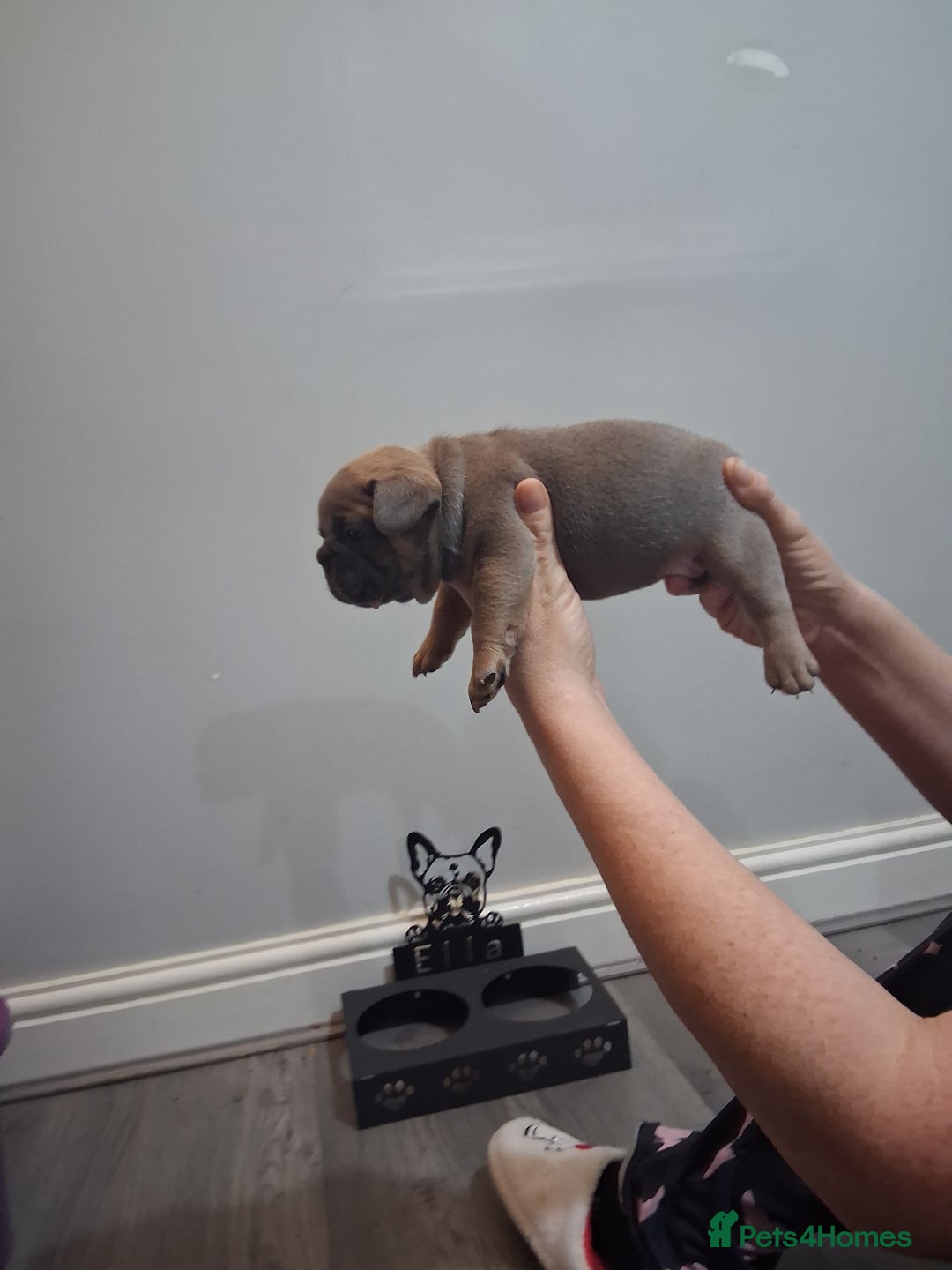 French Bulldog dogs for sale: French bulldogs - Image 11