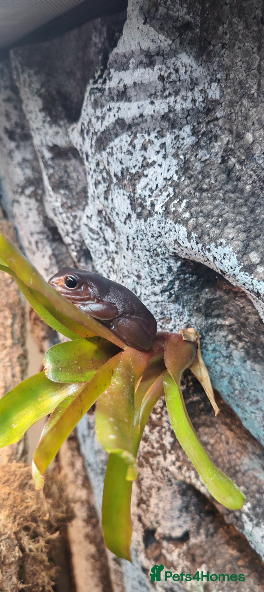 Frog reptiles Whites tree frogs - Advert 1