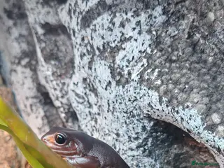 Frog reptiles Whites tree frogs - Advert 1