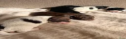 Mixed Breed dogs for sale: Sprockerpoo Puppies - Advert 13