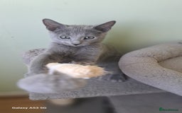 Russian Blue cats for sale: TICA Russian Blue Kittens Pedigree - Image 7