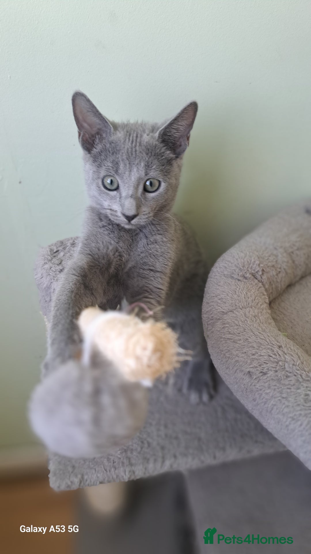Russian Blue cats for sale: TICA Russian Blue Kittens Pedigree - Image 7