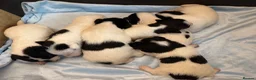 Jack Russell dogs for sale: Traditional Working Jack Russell Terrier Puppies - Advert 3