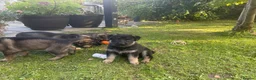 German Shepherd dogs for sale: STRAIGHT BACKED WORKING / PROTECTION DOGS - Advert 10