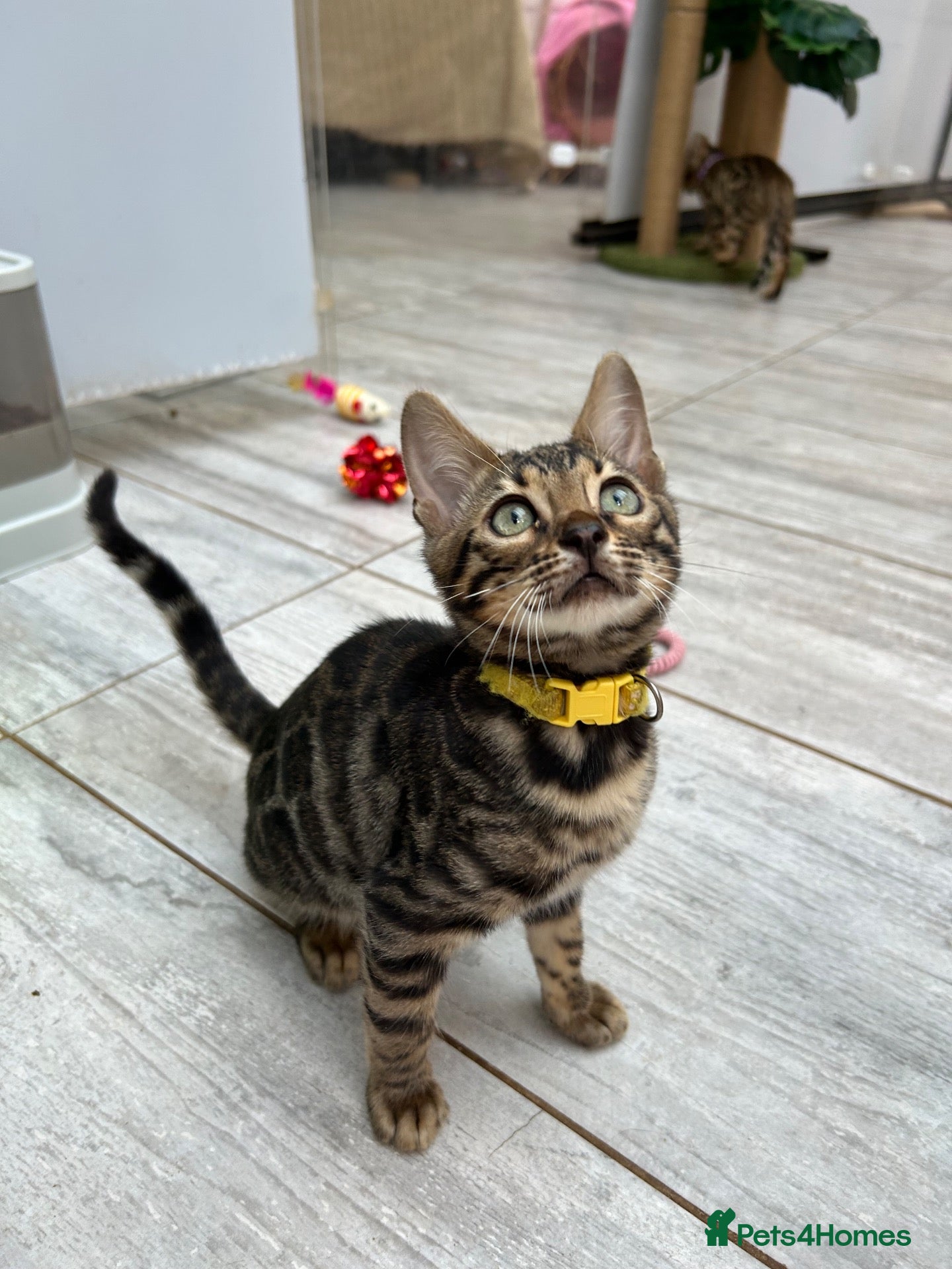 Bengal cats Pure Bengal Kittens ❤️ready for their new home 🏡  - Advert 2