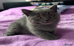 British Shorthair cats for sale: Gorgeous British Shorthair Kittens  - Image 13