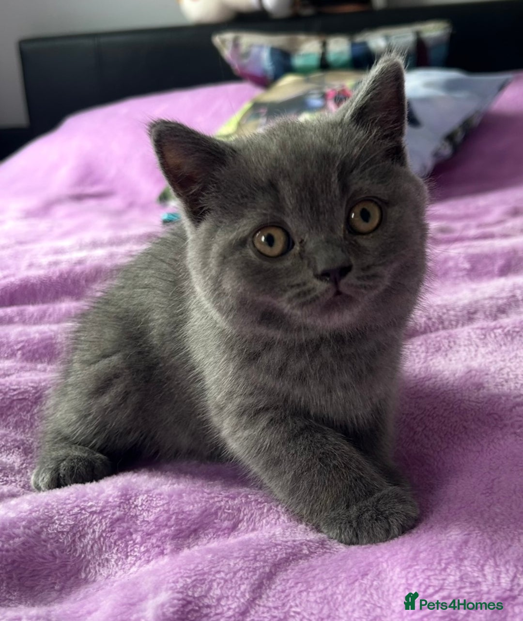 British Shorthair cats for sale: Gorgeous British Shorthair Kittens  - Image 13