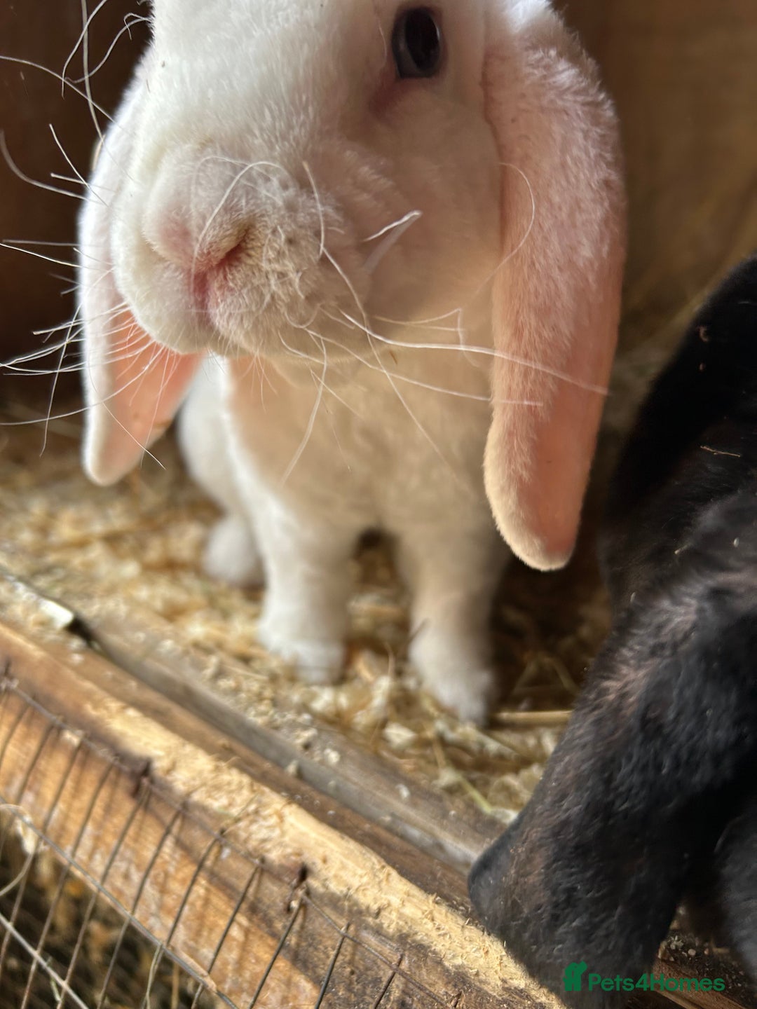 Mini Lop rabbits for sale: Blue eyed white mini plush lop doe - Image 4