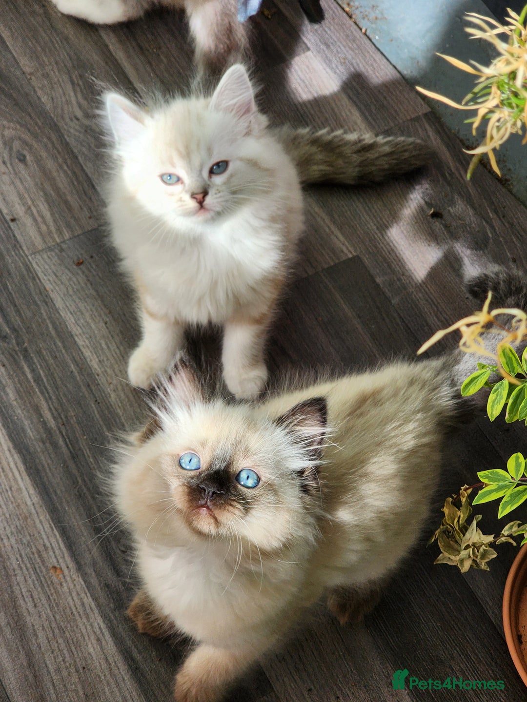Ragdoll cats for sale: Ragdoll kittens - Image 25