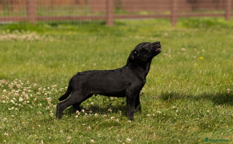 Borador dogs - Advert 2