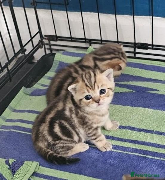 British Shorthair cats Golden British Shorthairs - Advert 1