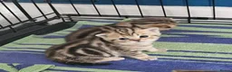 British Shorthair cats for sale: Golden British Shorthairs - Advert 1