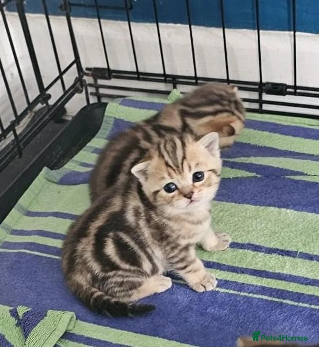 British Shorthair cats for sale: Golden British Shorthairs - Advert 1