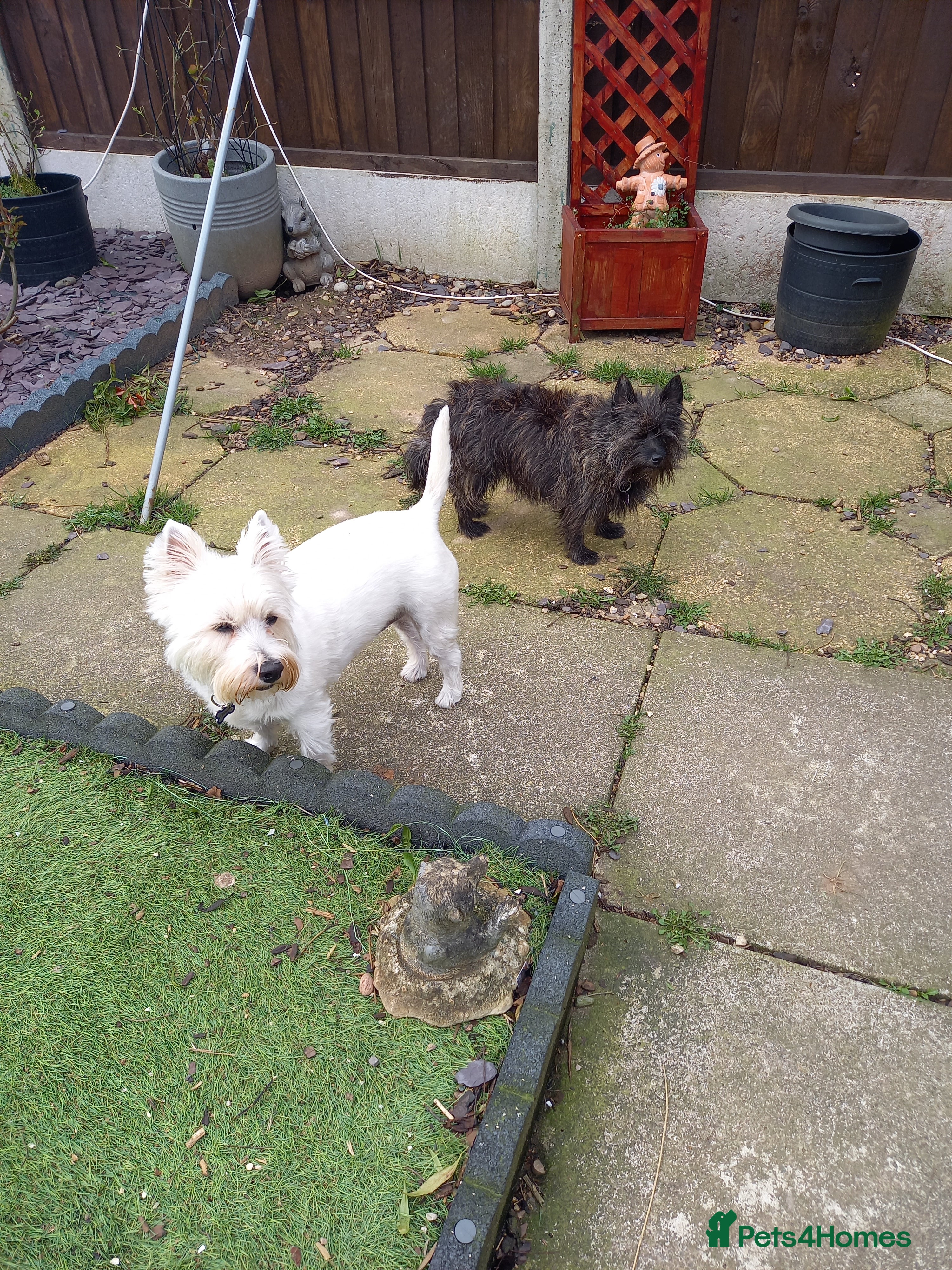 West Highland Terrier dogs Mrs Helen Kerry  - Advert 1