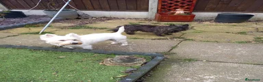 West Highland Terrier 1