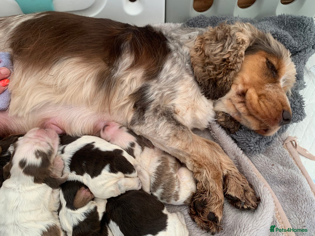 Cocker Spaniel dogs for sale: Special puppy looking for a forever home  - Advert 3