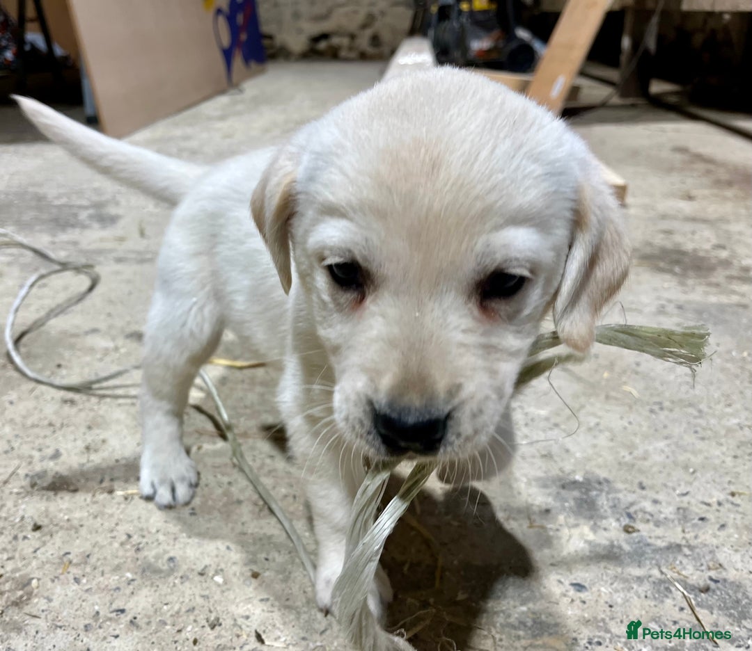 Labrador Retriever dogs for sale: Labrador Retriever Pups Ready for Forever Homes - Image 4