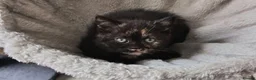 British Shorthair cats for sale: *Pedigree BSH Babies*Health Tested Parents* - Advert 2