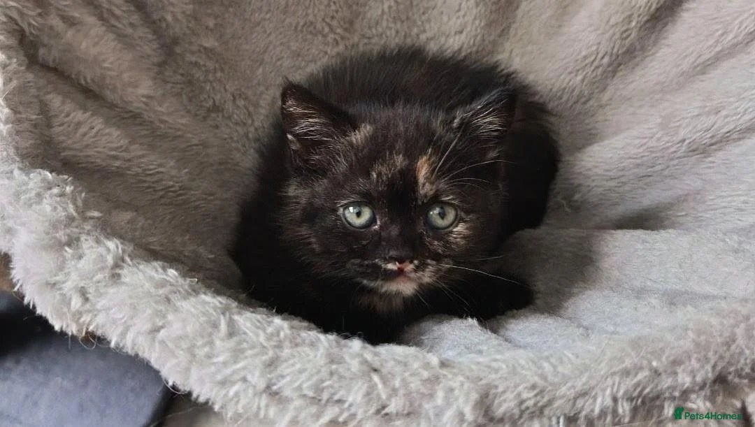 British Shorthair cats for sale: *Pedigree BSH Babies*Health Tested Parents* - Advert 2
