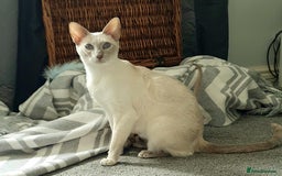 Siamese cats for sale:  First Generation Pedigree Tonkinese Kittens  - Image 8