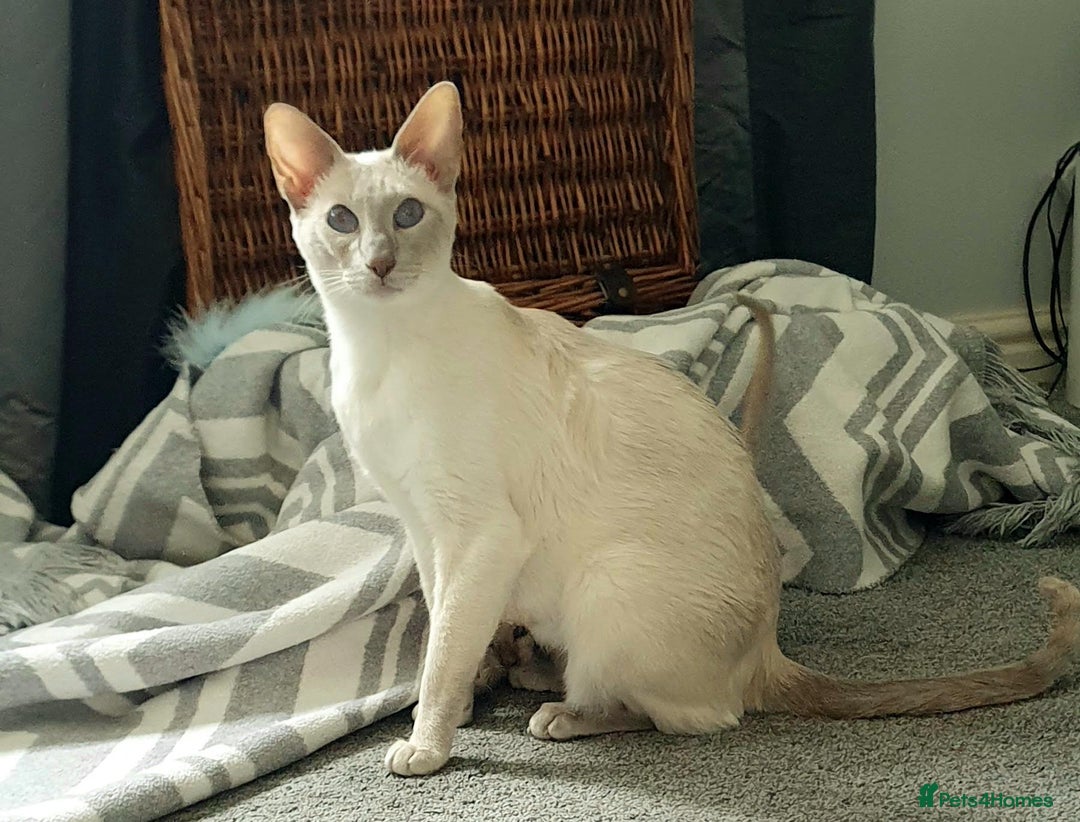 Siamese cats for sale:  First Generation Pedigree Tonkinese Kittens  - Image 8
