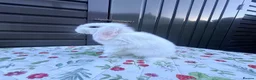 Mini Lop rabbits for sale: Mini lop Rabbits for sale 2 Doe and buck  - Advert 7
