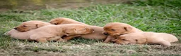 Labrador Retriever dogs for sale: Elite Litter: KC Registered Fox Red Labrador Pups - Advert 23