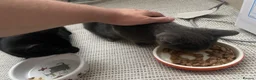 Mixed Breed cats for sale: Kitten 1 & Kitten 2 in Wallingford - Advert 15
