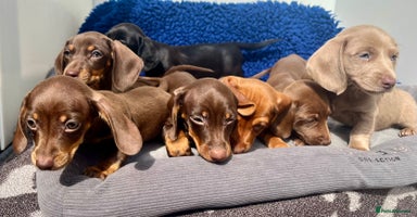 Miniature Dachshund dogs - Advert 6