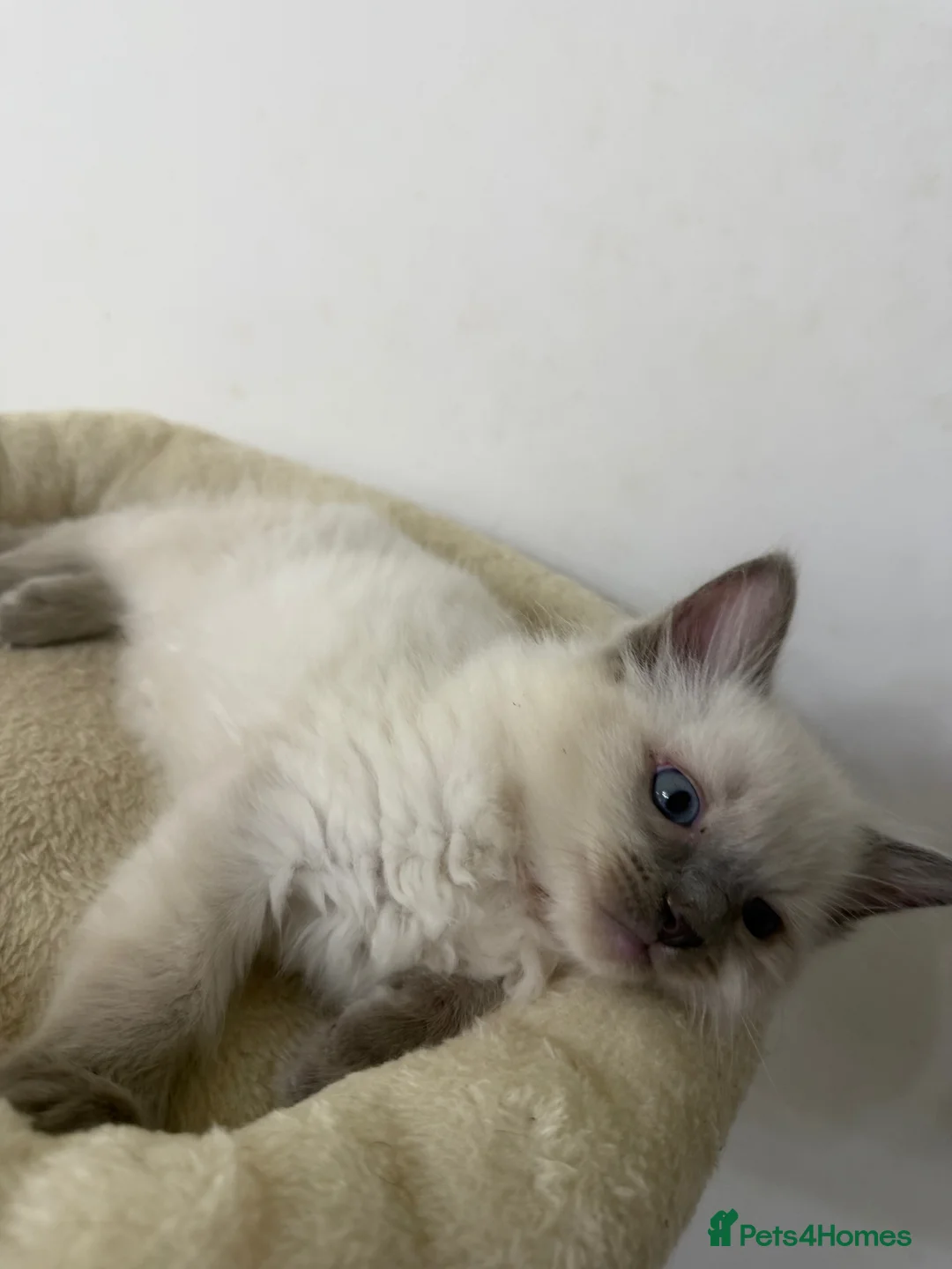 Ragdoll cats for sale: Adorable and friendly Ragdoll Kittens - Advert 30