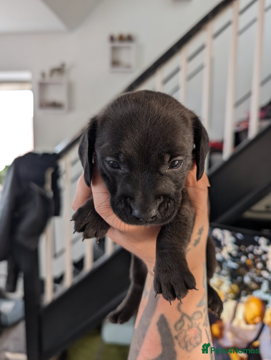 Dachshund dogs for sale: Dachshund x puppies male 2x long haired  - Image 36