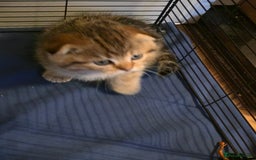 Scottish Fold cats for sale: 🤩💖LAST BOY kittens with rare colouring🥰 - Advert 4