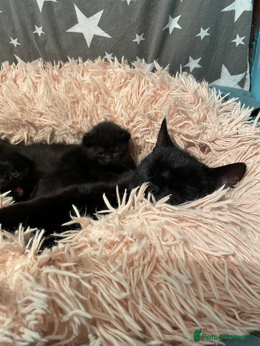 British Shorthair cats for sale: ⭐️🐈‍⬛READY NOW!! British SH Black Kittens⭐️🐈‍⬛ - Image 5