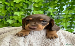 Dachshund dogs for sale: Miniature Dachshund Puppies  in Hull - Image 3