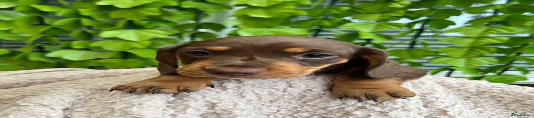 Dachshund Puppy 3